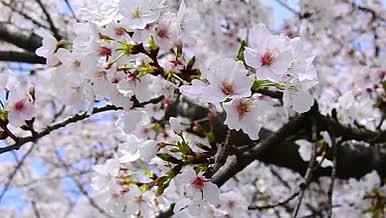 三月樱花实拍视频视频的预览图